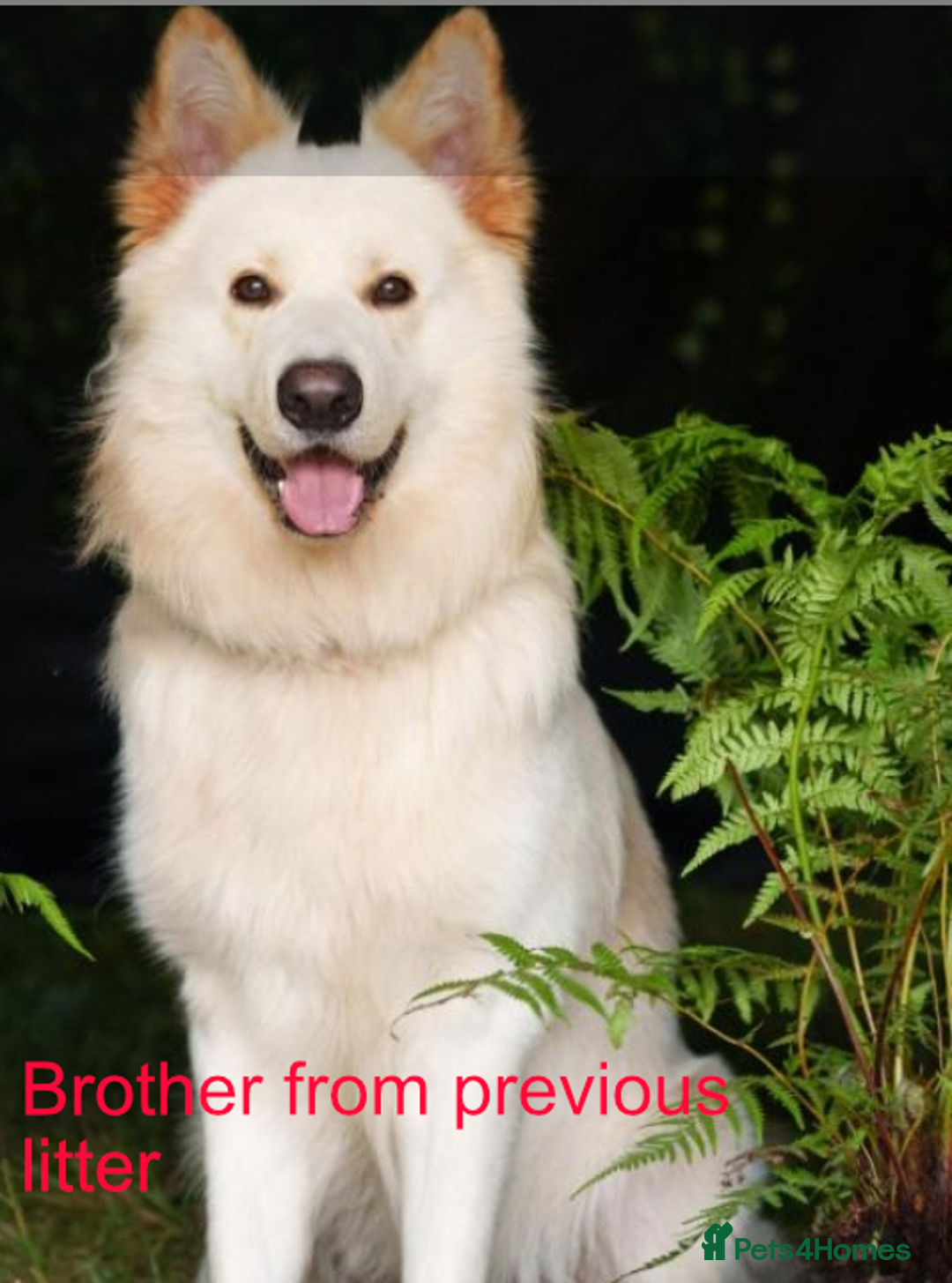 German Shepherd dogs for sale: Beautiful Chunky German Shepherd Puppies - Image 14