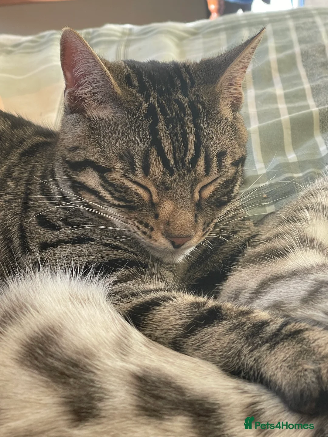 Mixed Breed cats for sale: Bengal cross male  - Advert 5