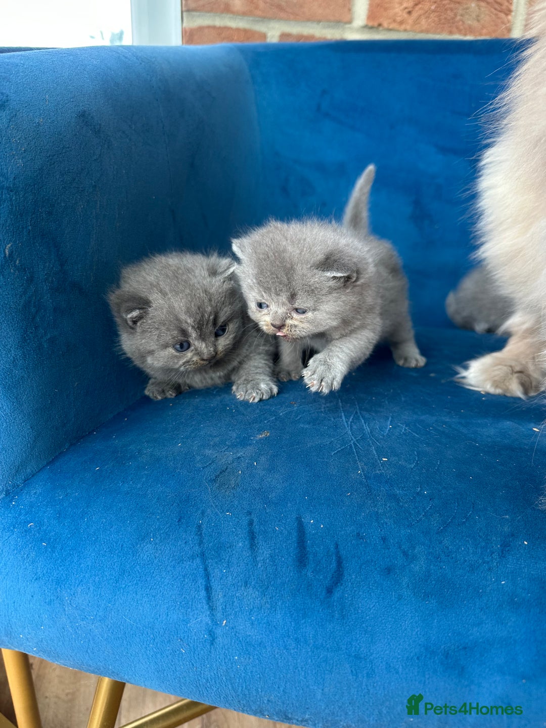 British Longhair cats for sale: Beautiful British longhair kittens  - Image 3