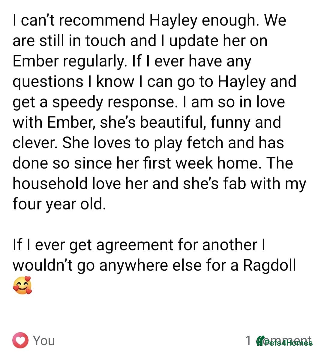 Ragdoll cats for sale: Beautiful purebreed Ragdoll kittens - Advert 10