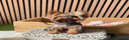 Yorkshire Terrier dogs for sale: 🐾 Adorable Yorkshire Terrier Puppies for Sale 🐾 in Brough - Advert 2