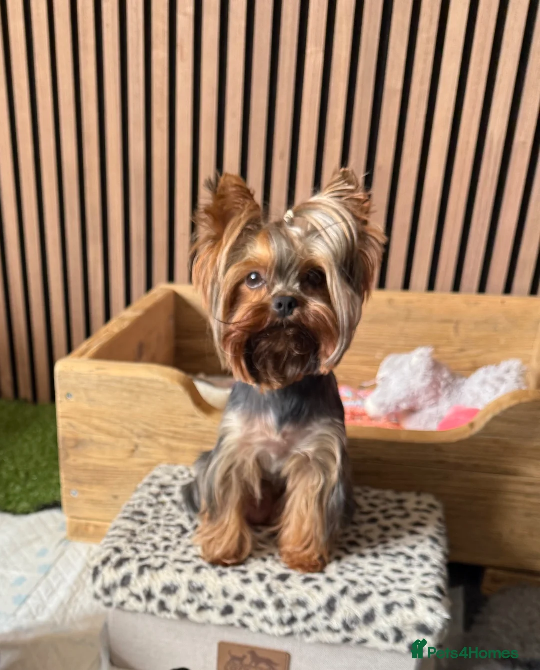 Yorkshire Terrier dogs for sale: 🐾 Adorable Yorkshire Terrier Puppies for Sale 🐾 in Brough - Advert 2