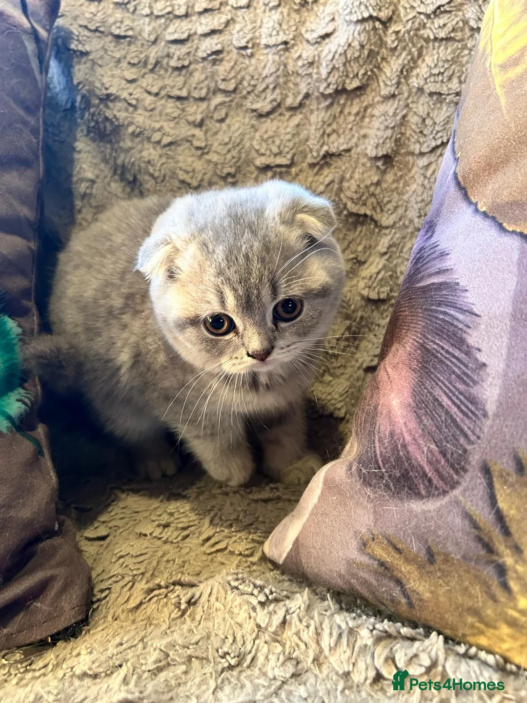 Scottish Fold cats for sale: Adorable Scottish Fold Kittens - Advert 2