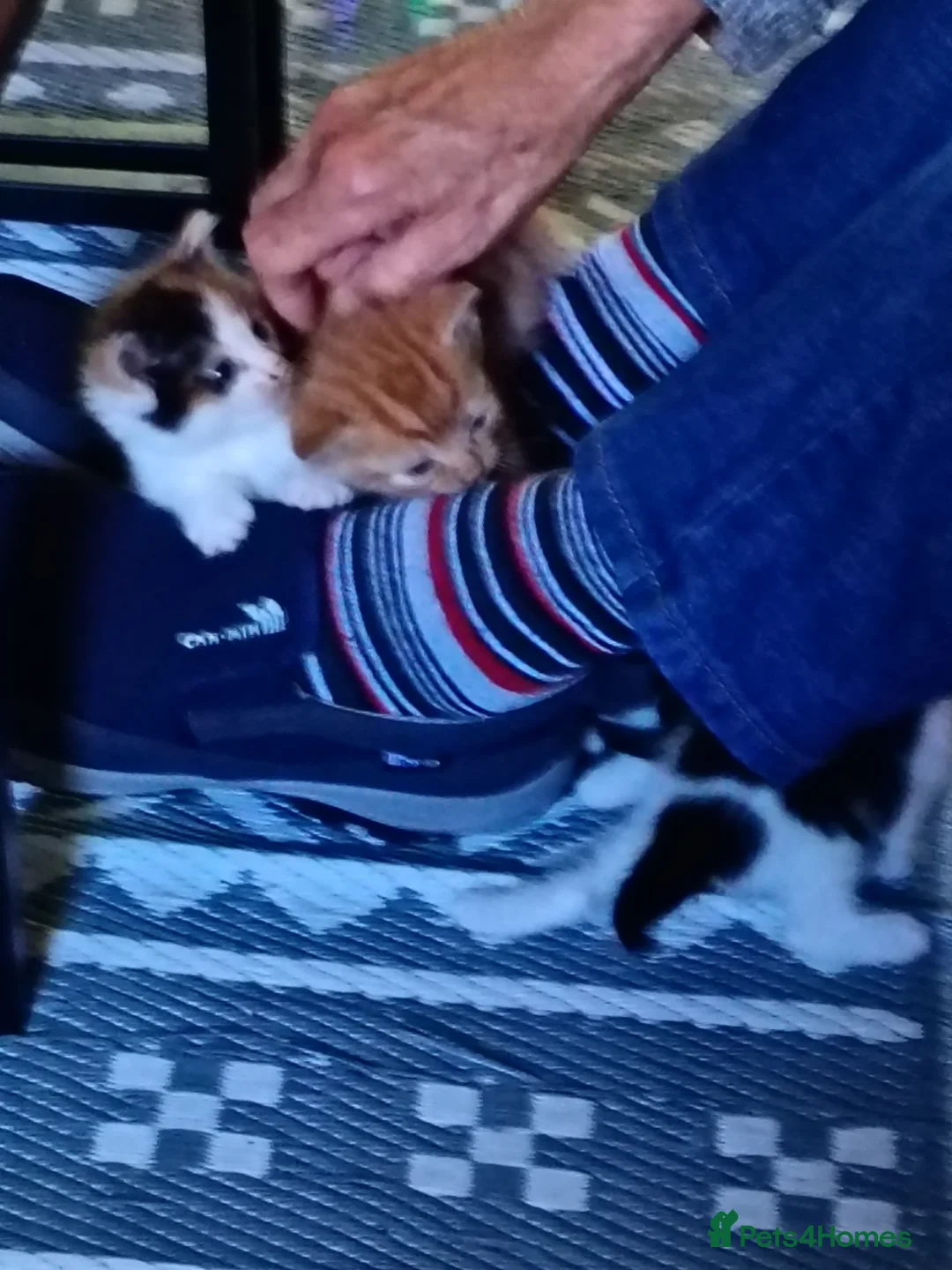Mixed Breed cats for sale: Black and white kitten in Folkestone - Advert 2