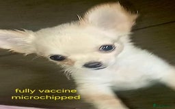 Chihuahua dogs for sale: Chihuahua fluff balls  - Image 7