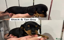 Miniature Dachshund dogs for sale: Miniature Dashound Puppies  - Image 5