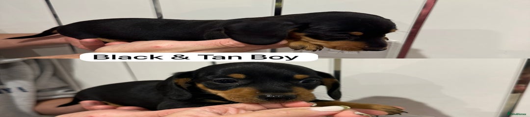Miniature Dachshund Puppy 4