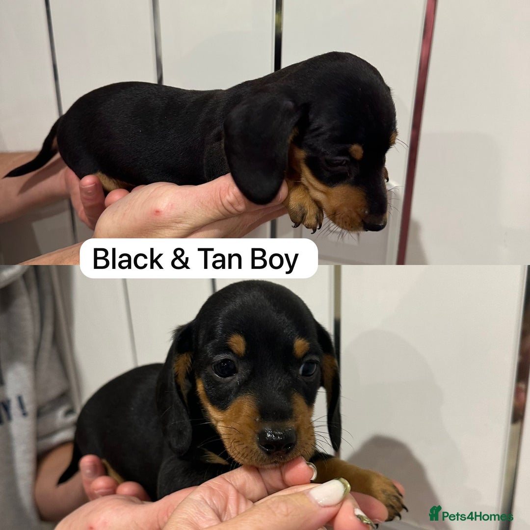 Miniature Dachshund dogs for sale: Miniature Dashound Puppies  - Image 5