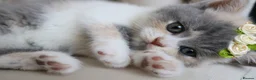British Shorthair cats for sale: 😻 Unique BSH kittens with pedigree! ✨ - Advert 6