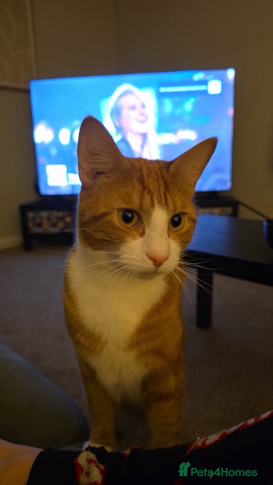 British Shorthair cats for sale: 1 male cat for sale  - Advert 1