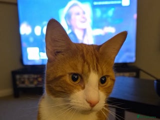 British Shorthair cats 1 male cat for sale - Advert 1