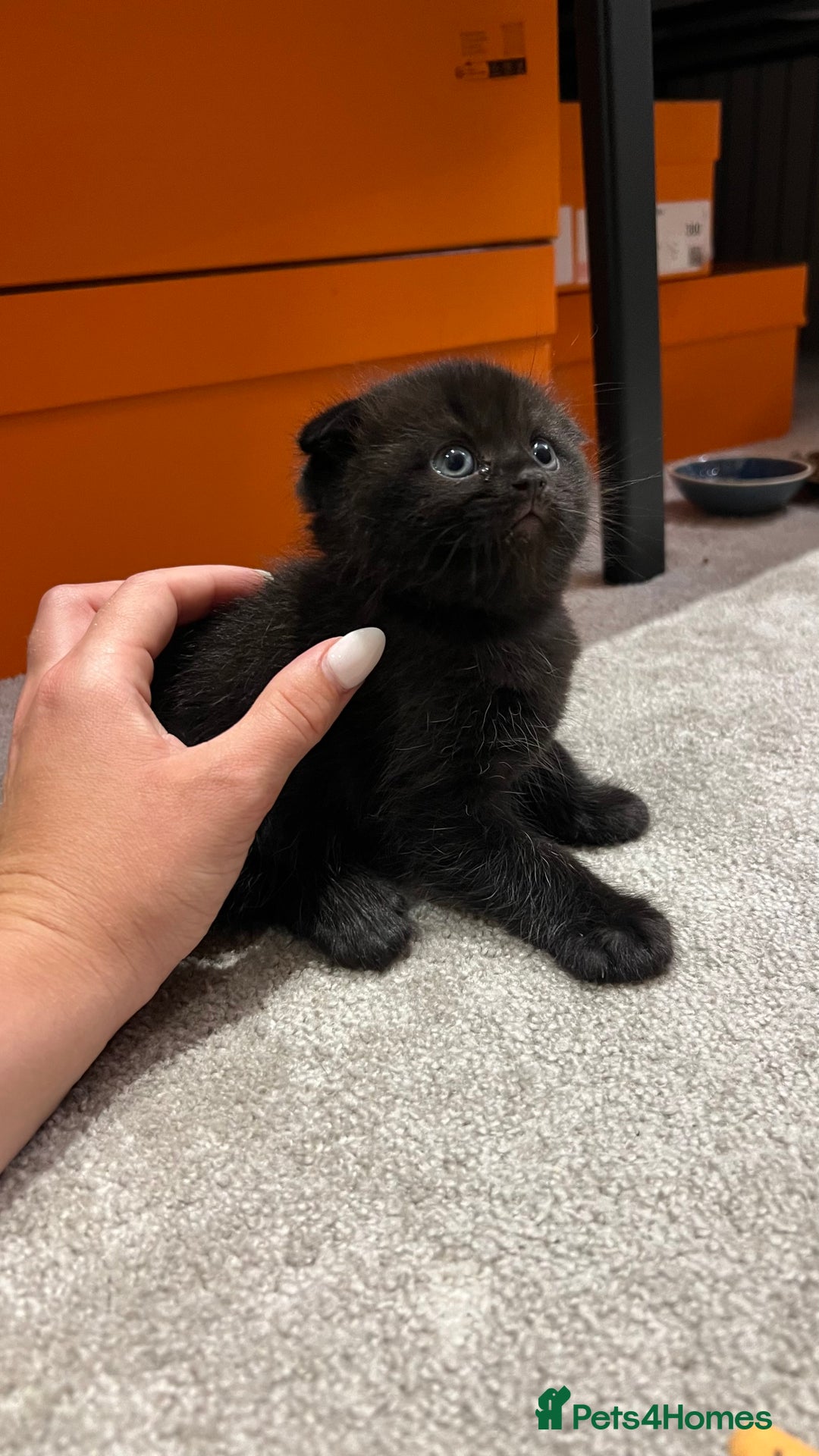 Scottish Fold cats for sale: Black fold for sale London - Image 4