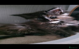 Maine Coon cats for sale: Maine coon kittens ready now - Image 6