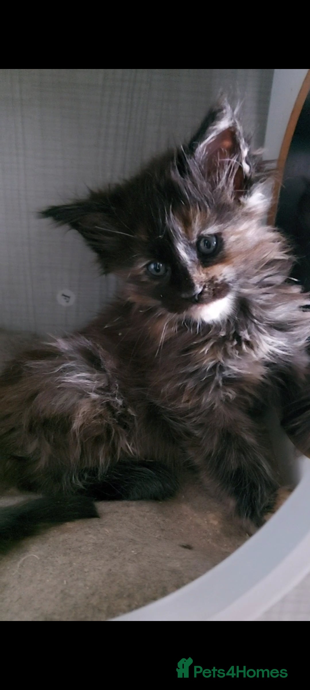 Maine Coon cats for sale: Maine coon kittens ready now - Image 6