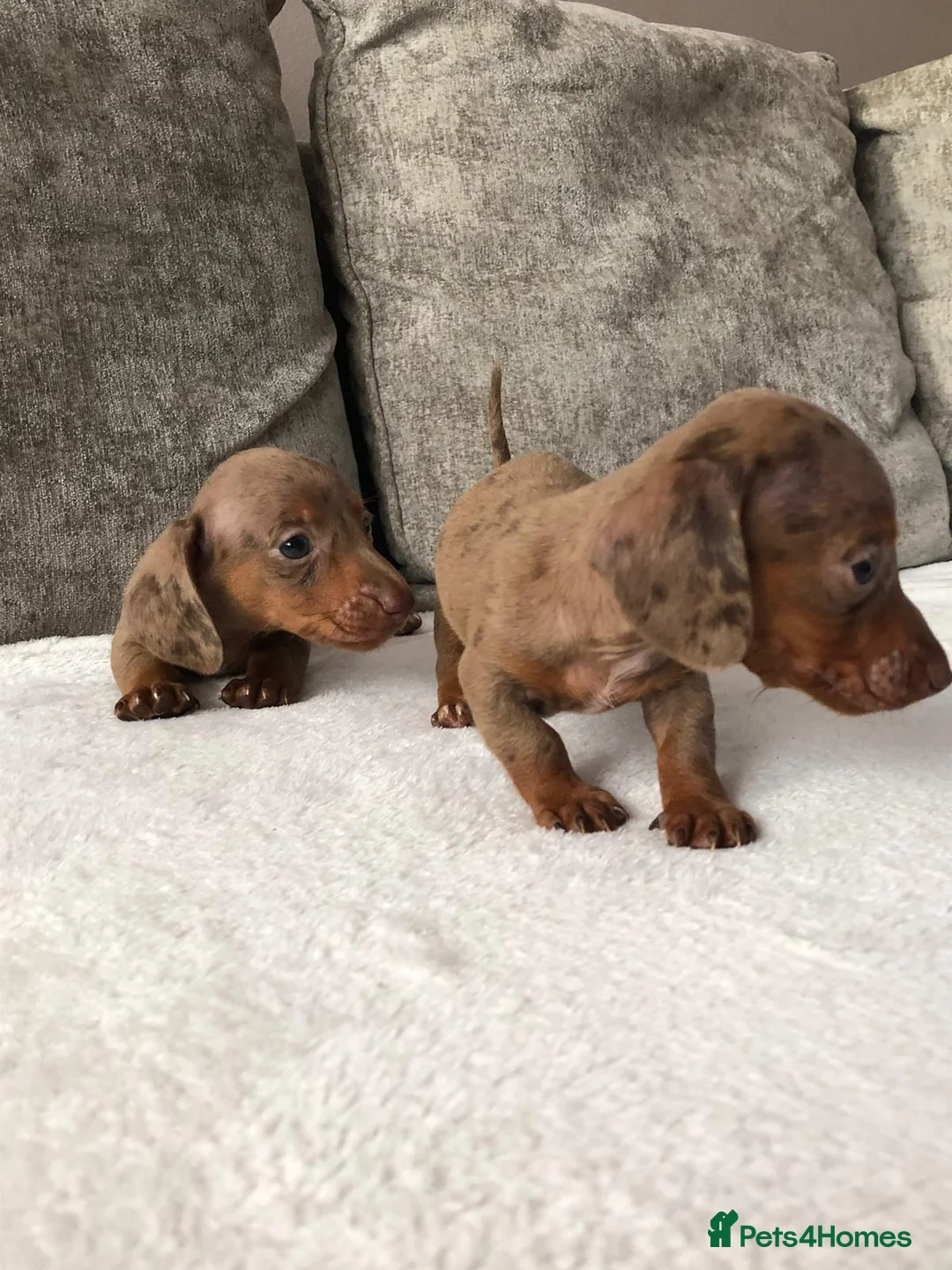 Miniature Dachshund dogs for sale: Miniature dachshund puppies  - Advert 3