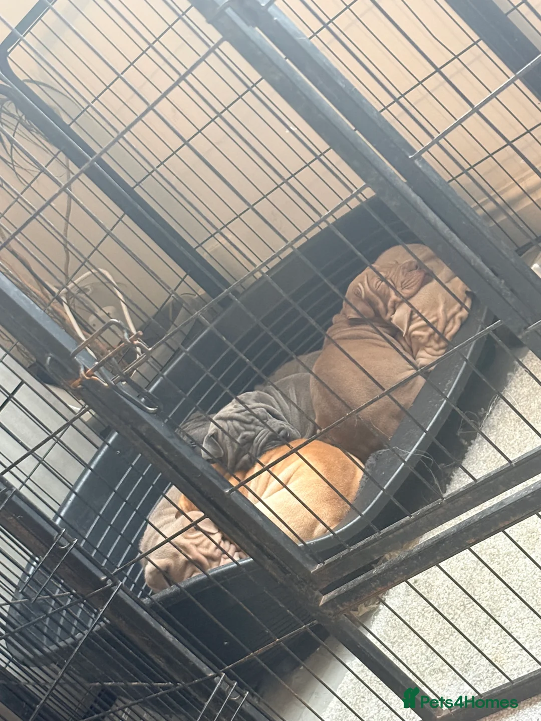 Shar Pei dogs for sale: Shar Pei Puppies looking for forever homes - Advert 4