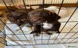 Cocker Spaniel dogs for sale: Adorable working cocker spaniel puppies  - Image 18