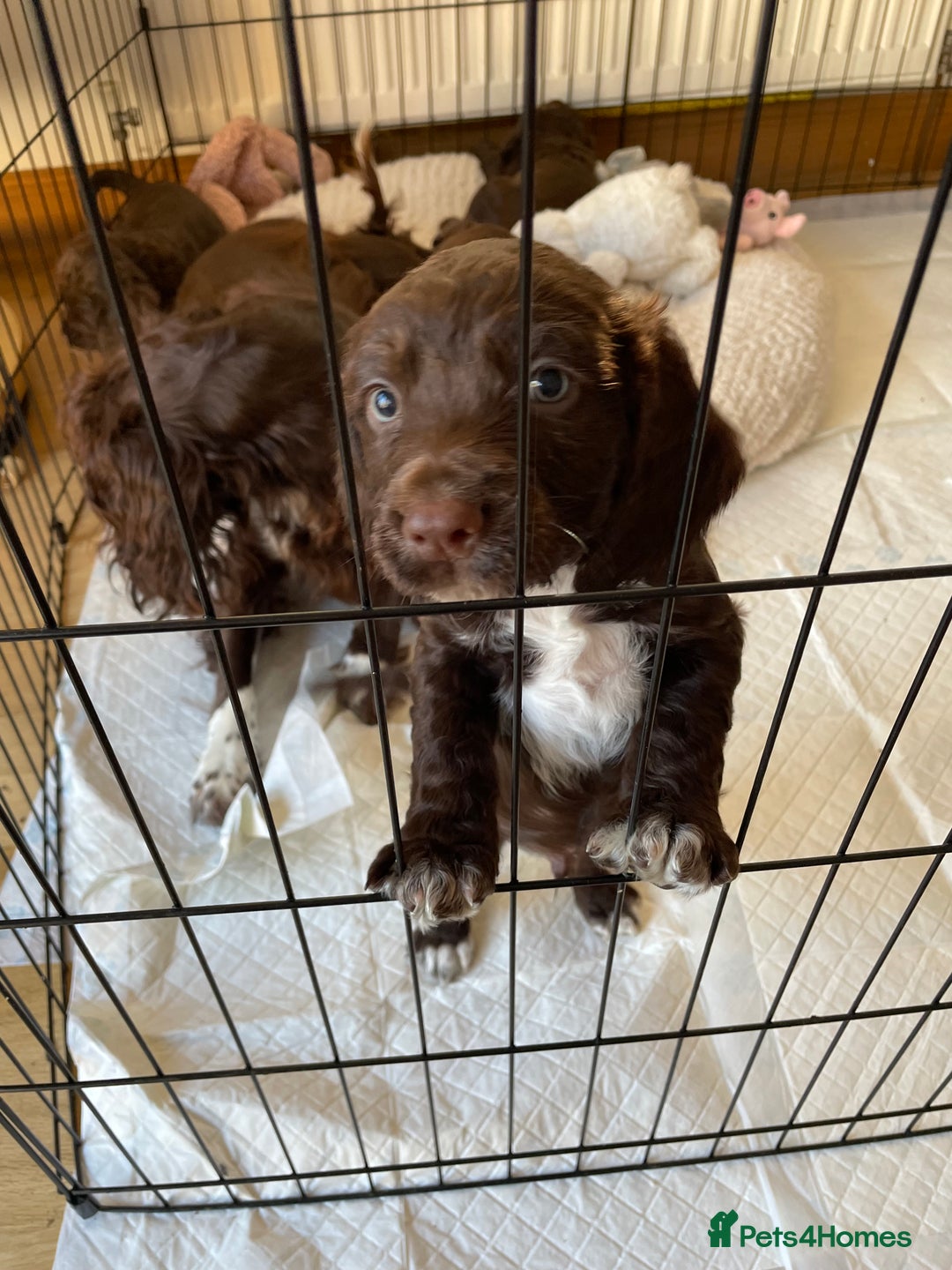Cocker Spaniel dogs for sale: Adorable working cocker spaniel puppies  - Image 18
