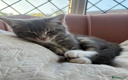 Bengal cats for sale: Bengal cross grey kitten (boy) for sale  - Image 5