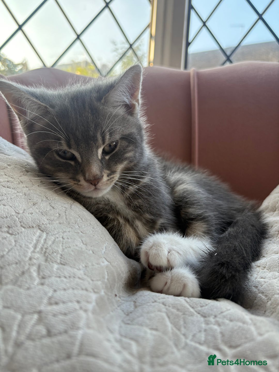 Bengal cats for sale: Bengal cross grey kitten (boy) for sale  - Image 5