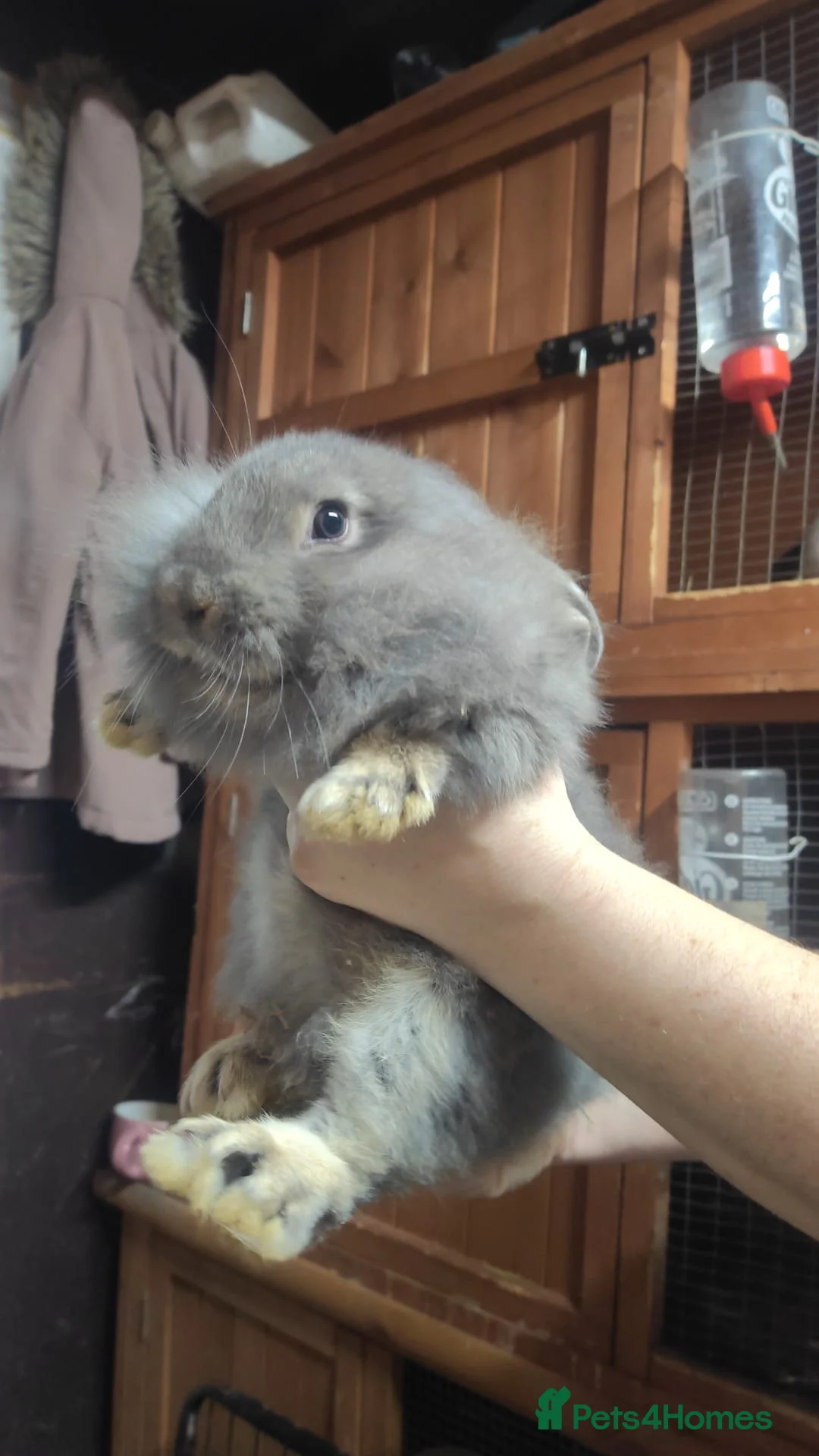 Lionhead rabbits for sale: Lion head babies 8 weeks  - Advert 3