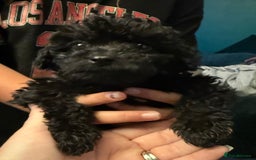 Mixed Breed dogs for sale: Cockerpoo cross puppies - Image 3