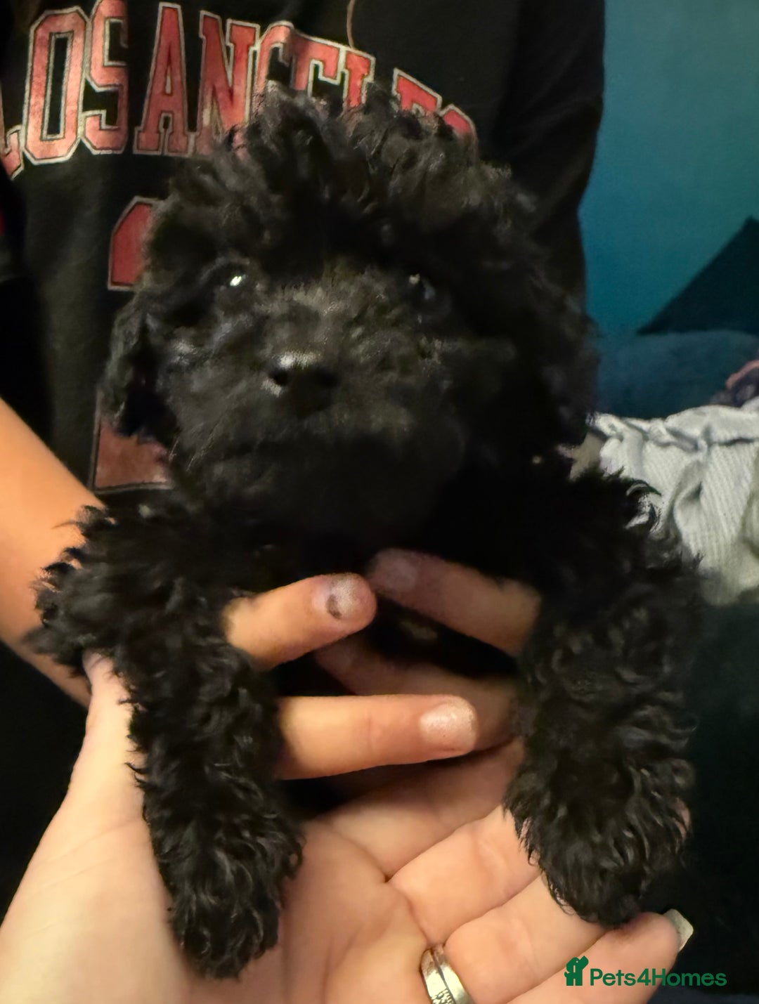 Mixed Breed dogs for sale: Cockerpoo cross puppies - Image 3