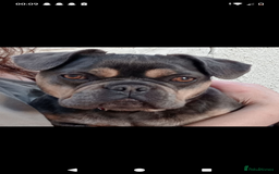 French Bulldog dogs for sale: Female french bulldog  - Image 1