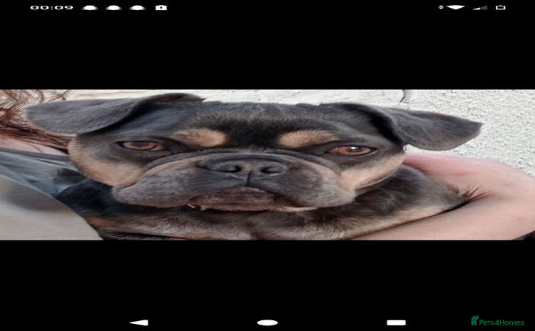 French Bulldog dogs - Advert 3