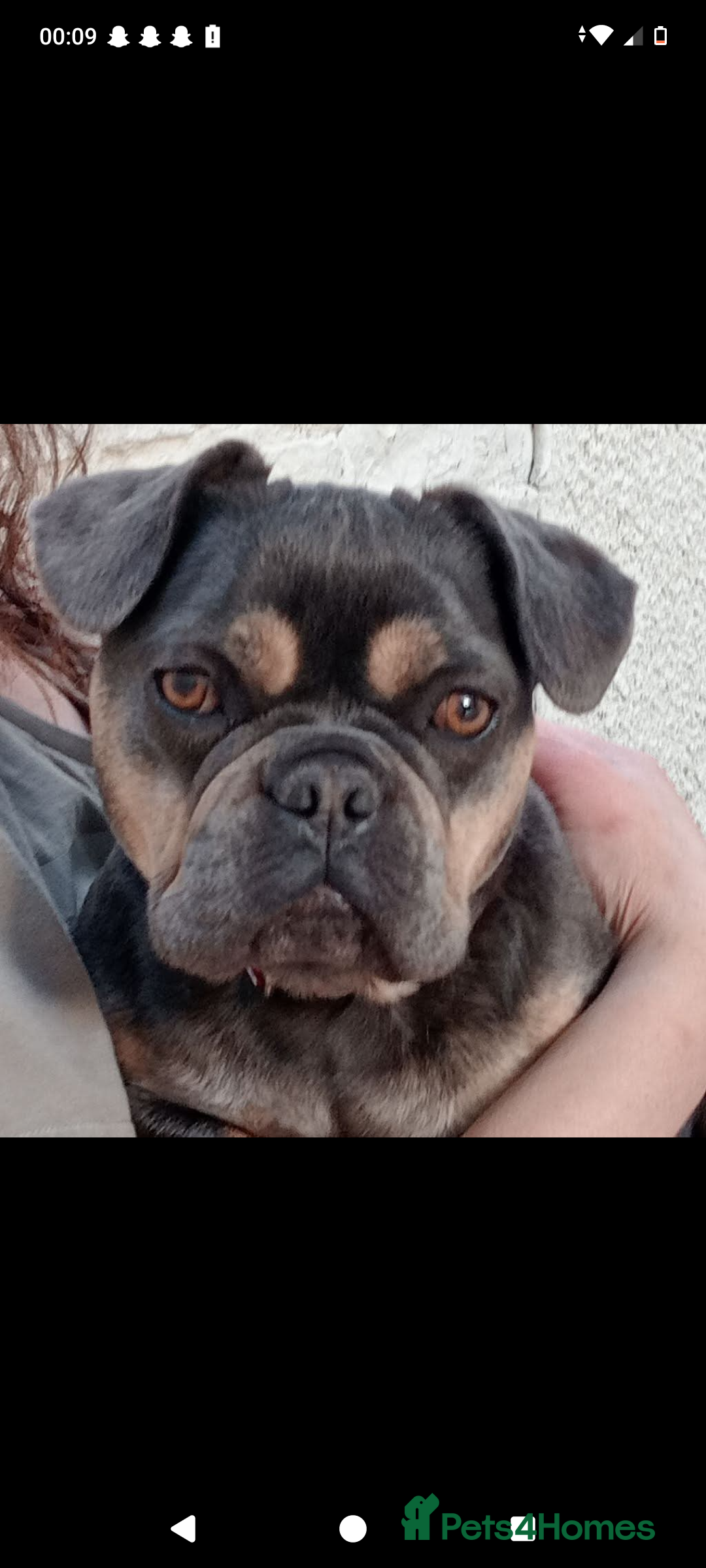 French Bulldog dogs for sale: Female french bulldog  - Image 1