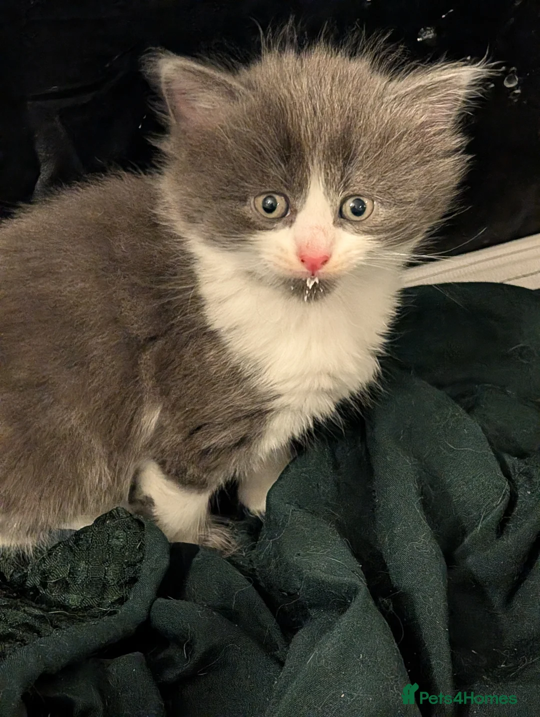 Domestic Shorthair cats for sale: Litter of kittens looking for their forever home - Advert 6