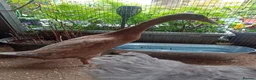 Mixed Breed livestock for sale: Indian Runner ducks  - Advert 9