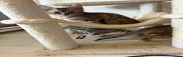 Bengal cats for sale: Pedigreed/registered bengal kittens - Advert 3