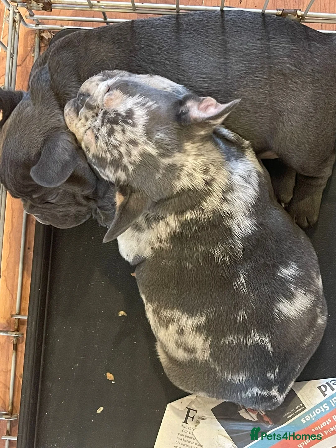 French Bulldog dogs for sale: Two gorgeous puppies looking for a new home  - Advert 1