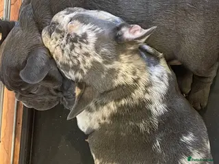 French Bulldog dogs Two gorgeous puppies looking for a new home - Advert 1