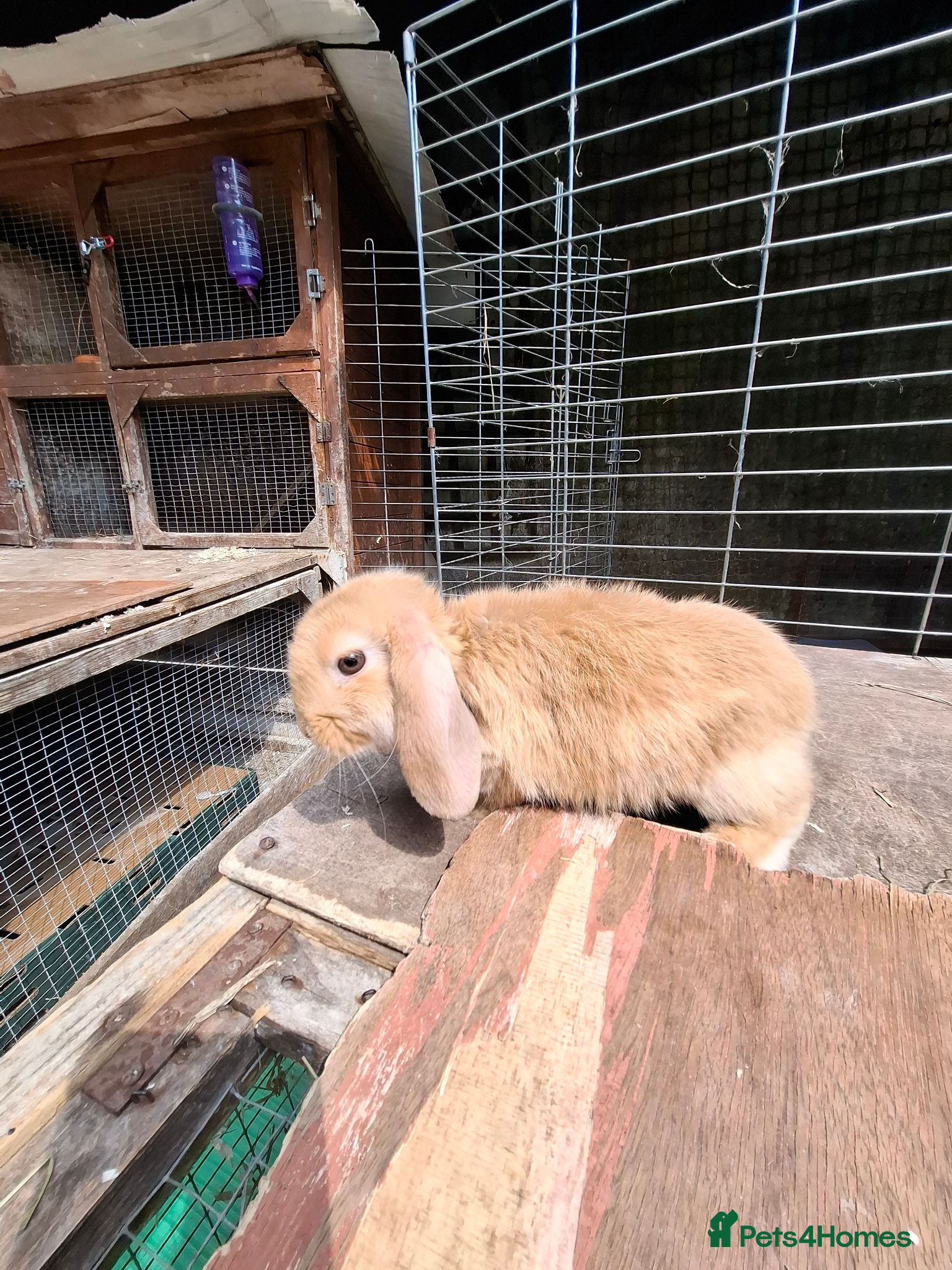 Mini Lop rabbits Mini Lops - Advert 1