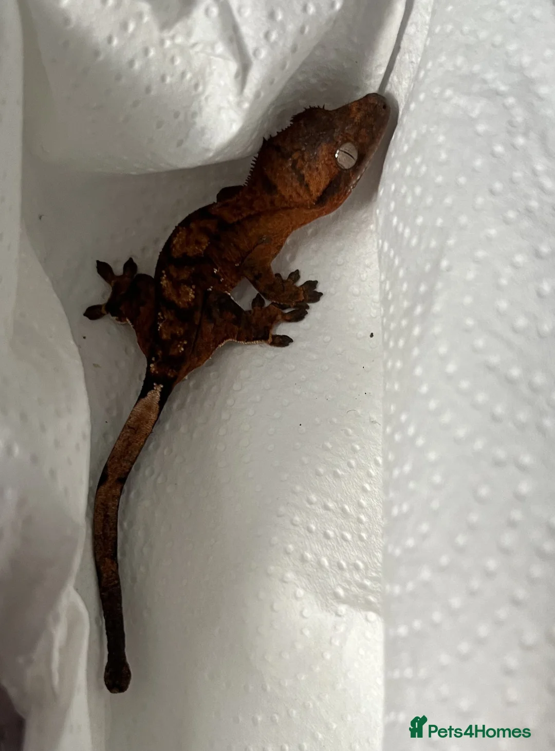 Gecko reptiles for sale: Crested gecko Unsexed hatched March - Advert 4