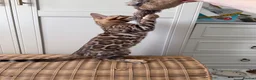 Bengal cats for sale: ✨ READY NOW - Pedigree Bengal Kitten Boy✨ - Advert 3
