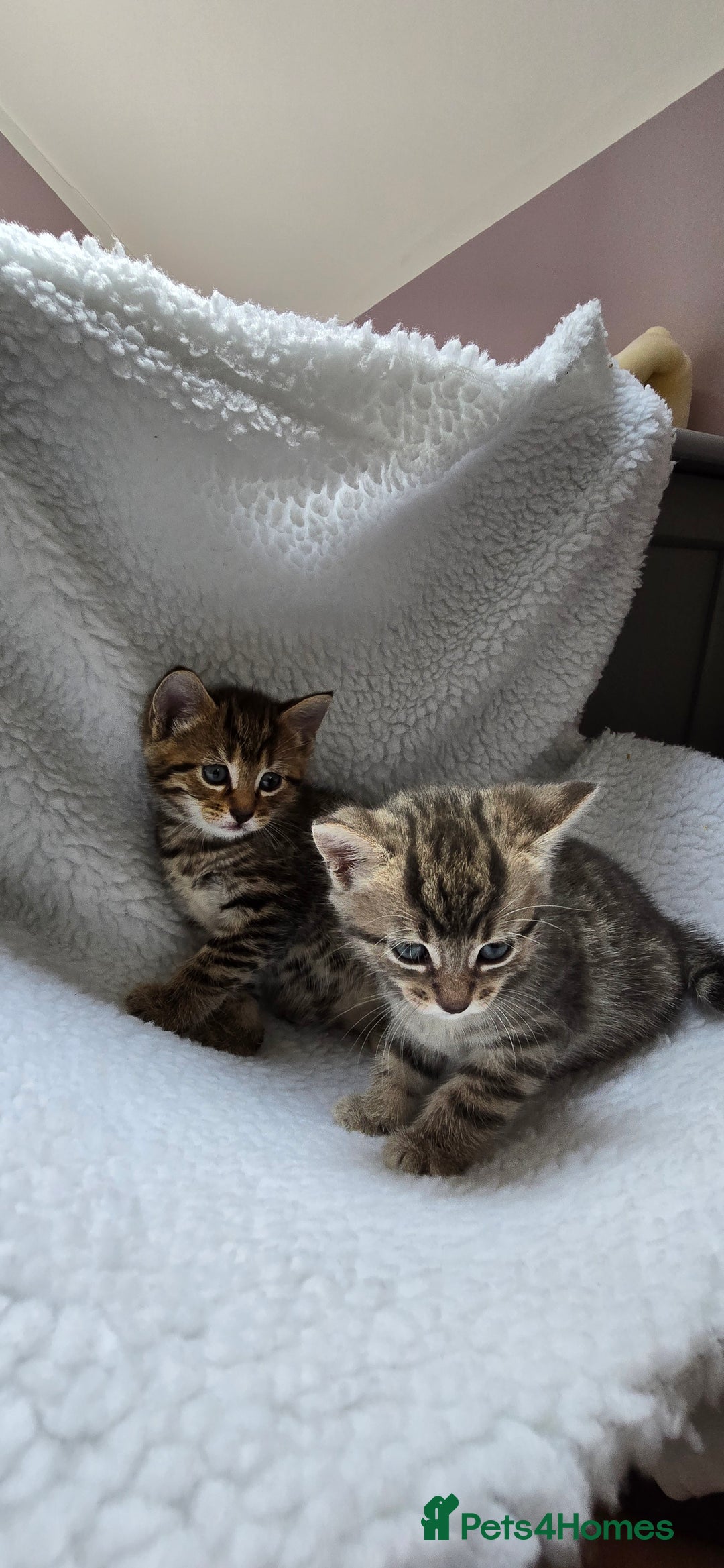Mixed Breed cats for sale: Adorable Tabby Kittens 🐾 - Image 13