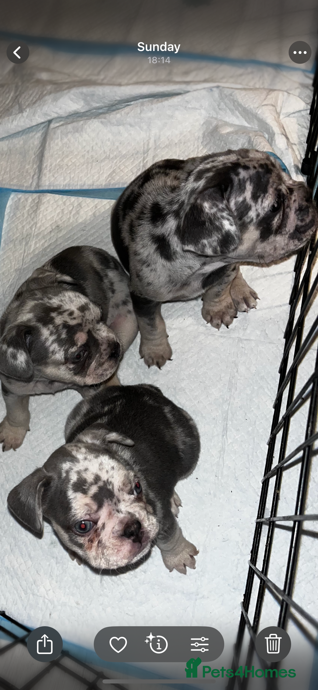 French Bulldog dogs for sale: French bulldog puppies  - Image 3