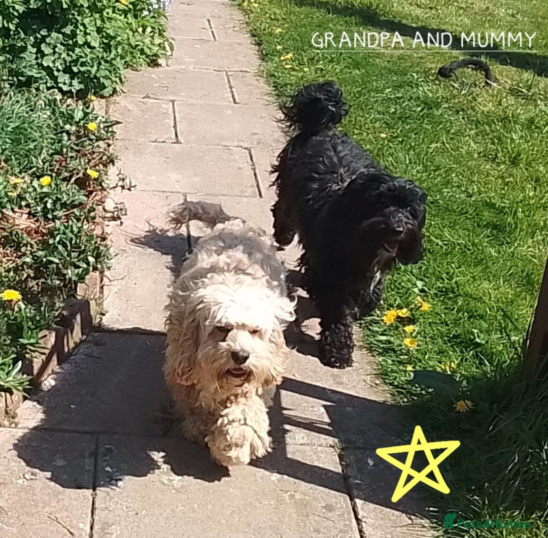 American Cocker Spaniel dogs for sale: SIX SNUGGLE MUFFINS AMERICAN COCKER, TOY POODLE - Image 27