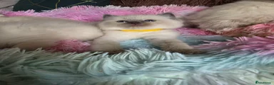 Yellow Collar Girl 