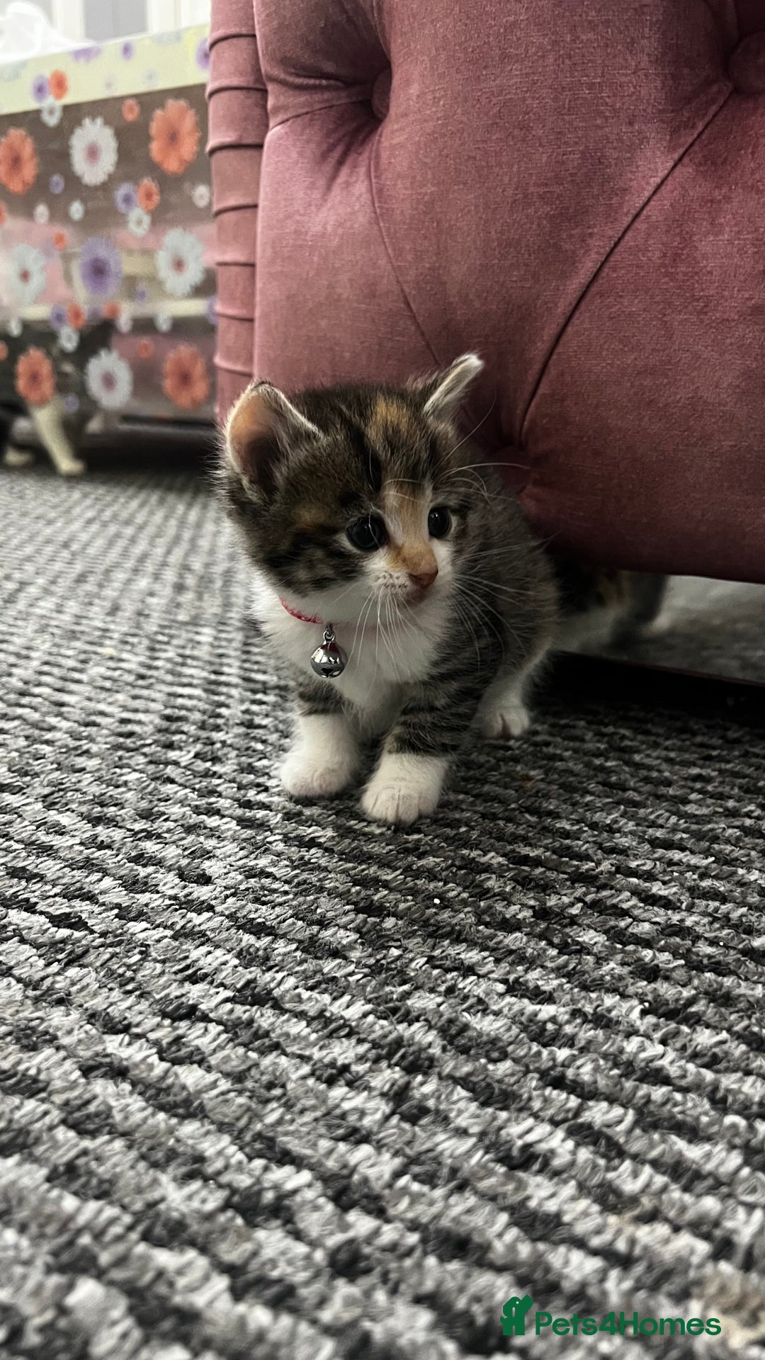 Bengal cats for sale: Beautiful bengals litter of 7😍 - Advert 11