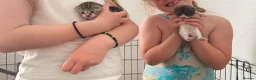 Mixed Breed cats for sale: Two lovely little girls  - Advert 8