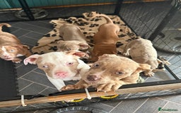 American Bully dogs for sale: Price Drop American pocket x American bully pups  in Bathgate - Image 27