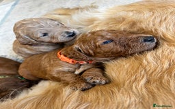 Goldendoodle dogs for sale: 🌟F1B Standard Goldendoodle Puppies in Merthyr Tydfil - Image 16