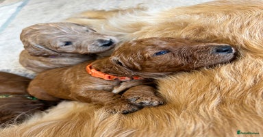 Goldendoodle dogs in Merthyr Tydfil - Advert 16