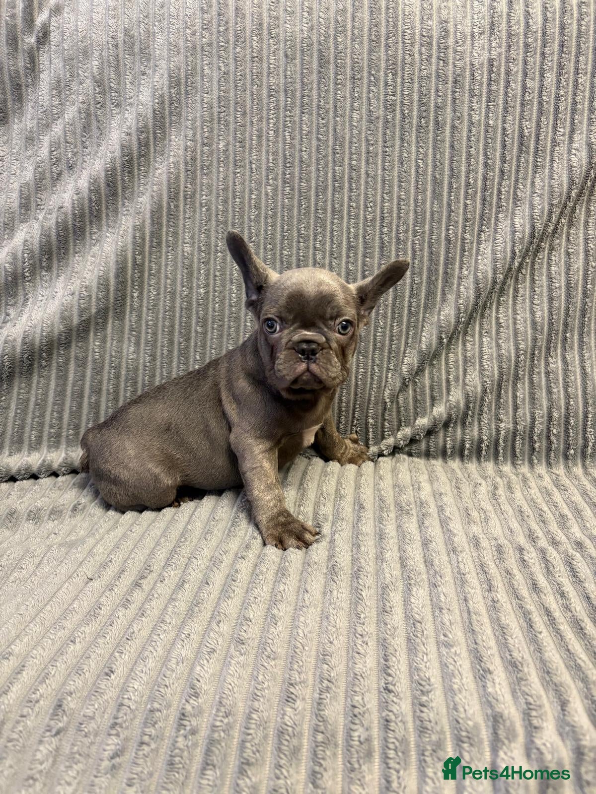 French Bulldog dogs Quality healthy french bulldog last boy available - Advert 2