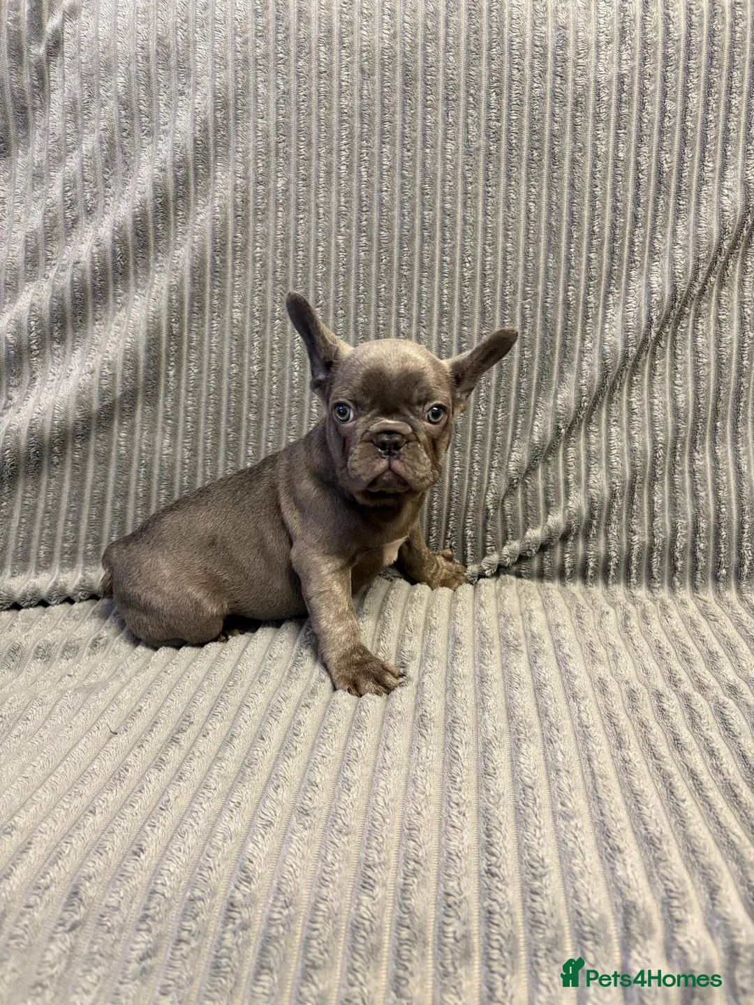 French Bulldog dogs for sale: Quality healthy french bulldog last boy available - Advert 1