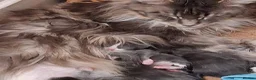 Maine Coon cats for sale: Blue smoke rare XL Maine coons  - Advert 2